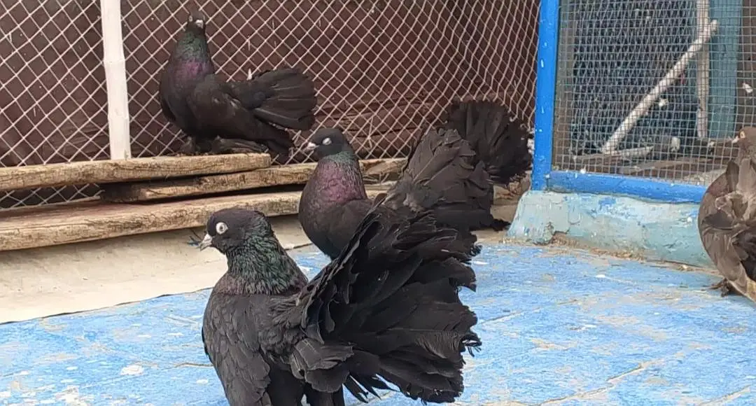 Sigapure Lucky long tail Black Important bloodline — photo 3