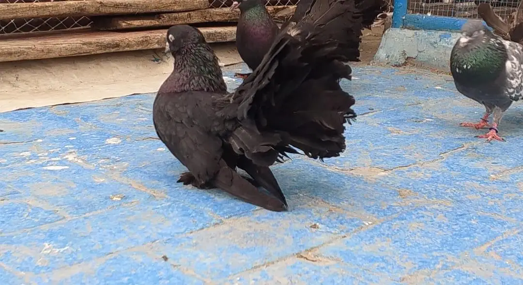 Sigapure Lucky long tail Black Important bloodline — photo 5