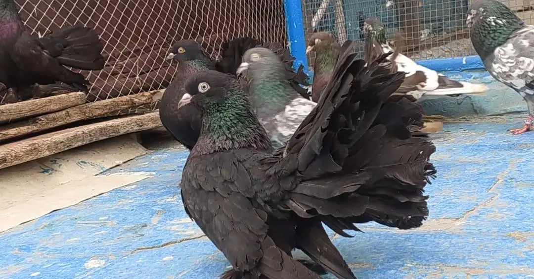Sigapure Lucky long tail Black Important bloodline — photo 6