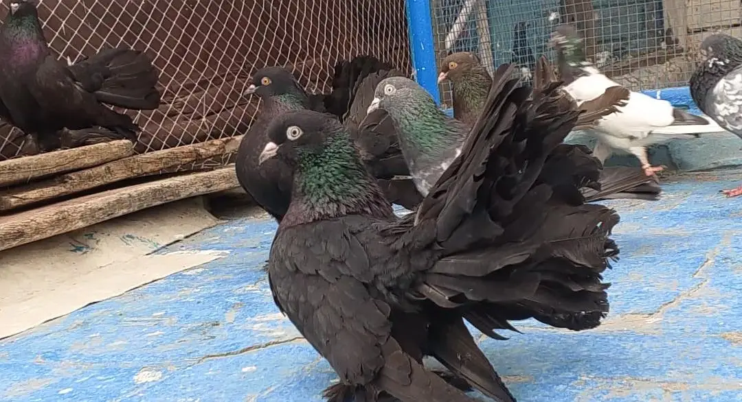Sigapure Lucky long tail Black Important bloodline — photo 7