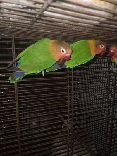 love birds for sale urgent