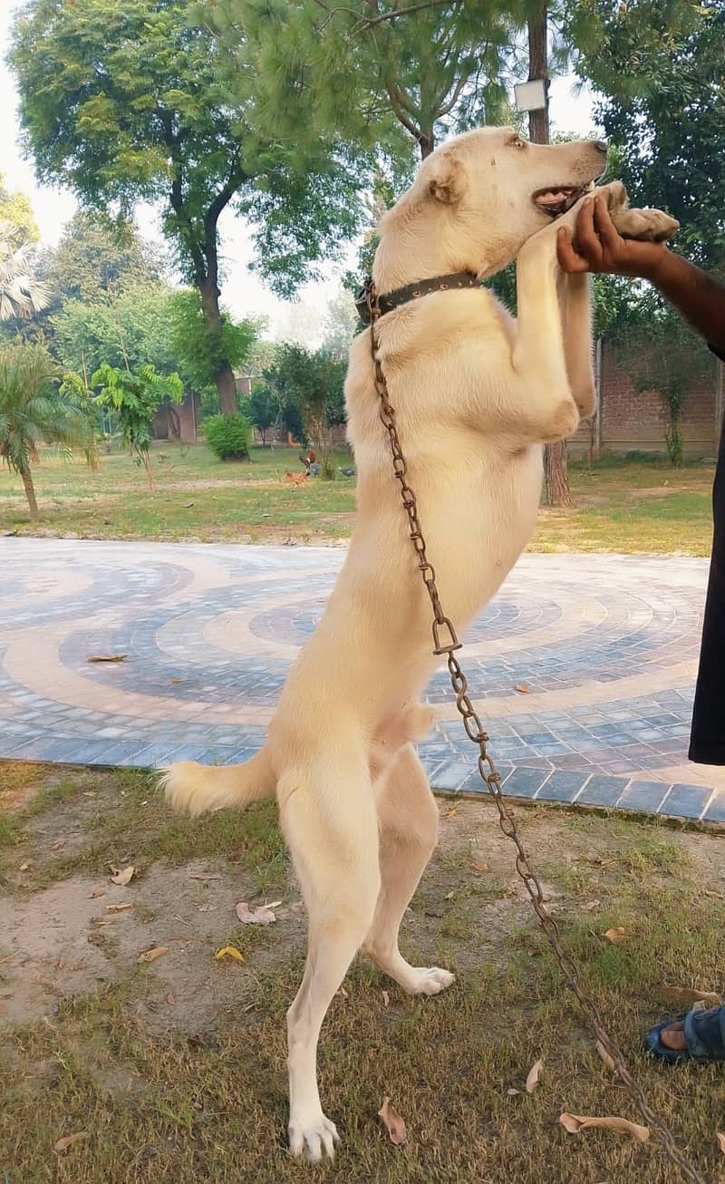 Afghan Kuchi 3