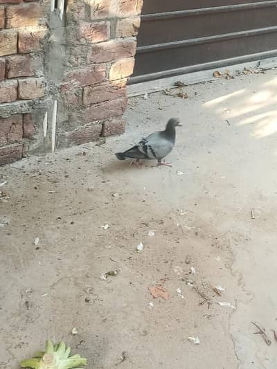 Pigeons