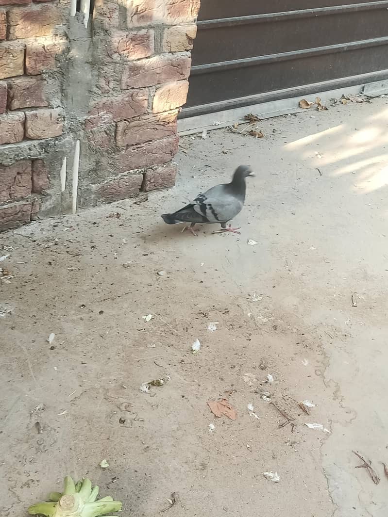 Pigeons 0