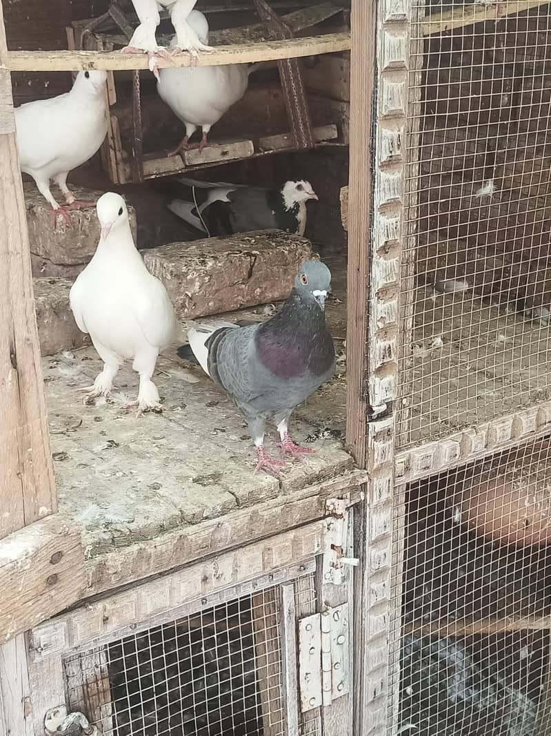 Pigeons 1