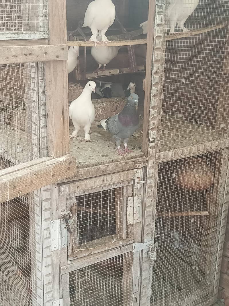 Pigeons 2