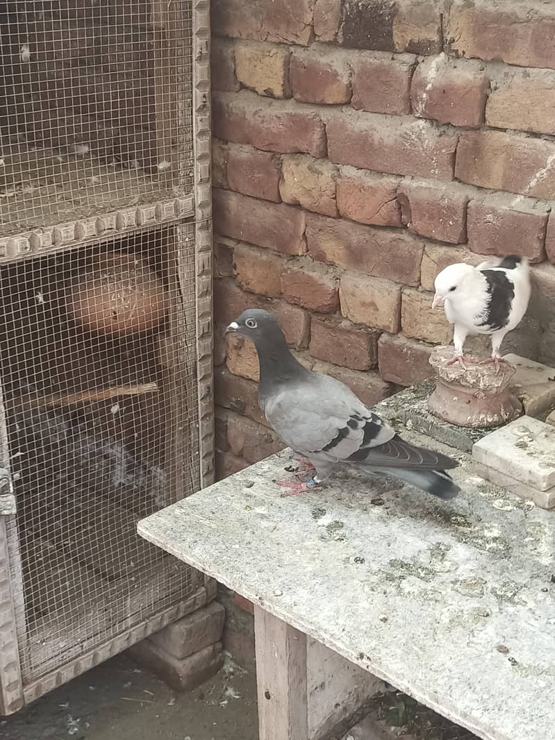 Pigeons 3