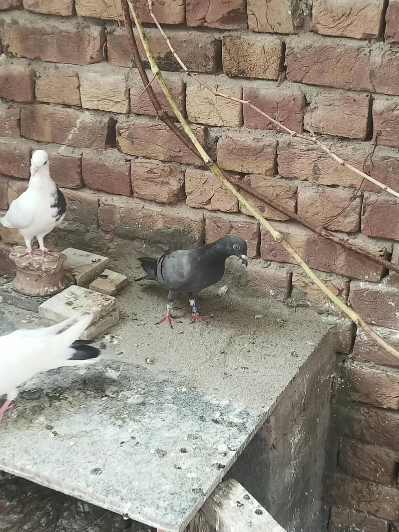 Pigeons 4