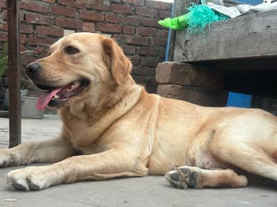 Golden  Retriever female | Retriever female | breeder female | dog