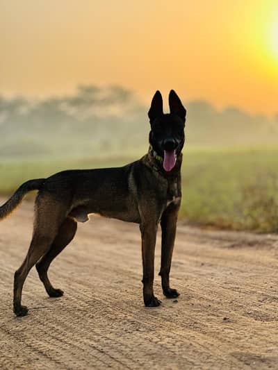 working line Belgian Malinois Black mask.