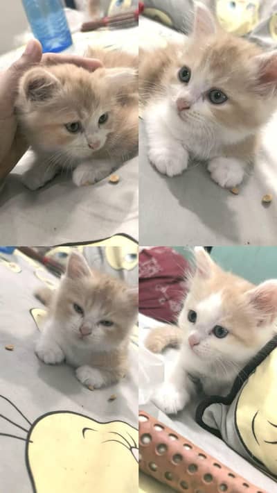 I  m selling Persian kittens very lovely