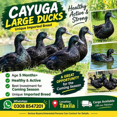 Cayuga Adults large