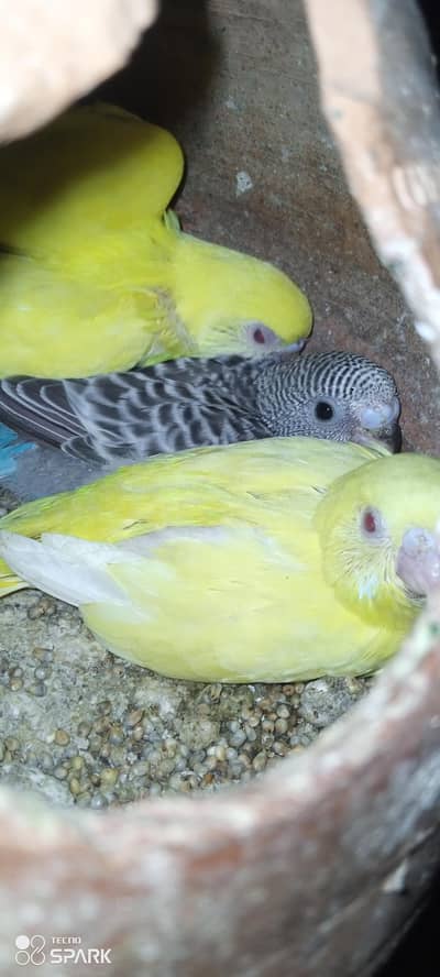 total 7 pair hen ande bachon ke sath under saiz Rambu crested comon