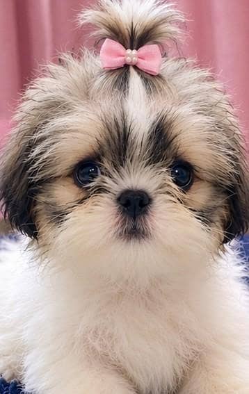 shih tzu puppy female available