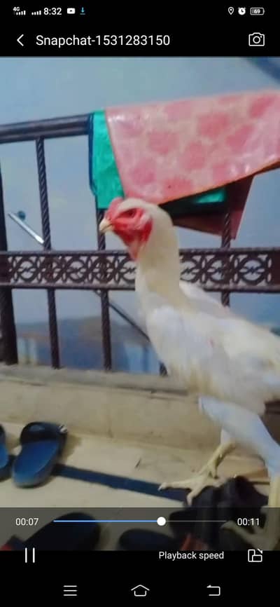 White Shamo Aseel