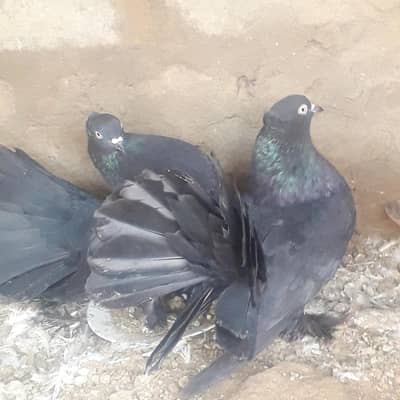 jet black fantail pair