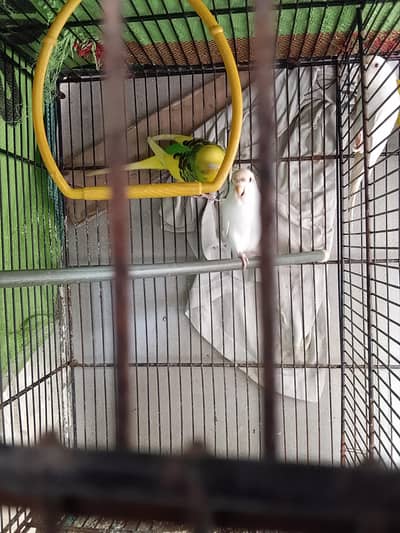 beautiful bugies pair with undersize male and female ready to breed