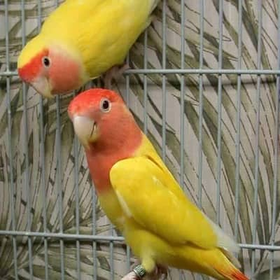 lutino breeder pair