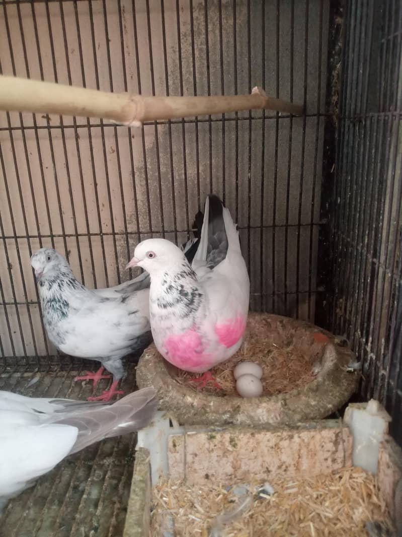 Low Flyer Pigeons 0