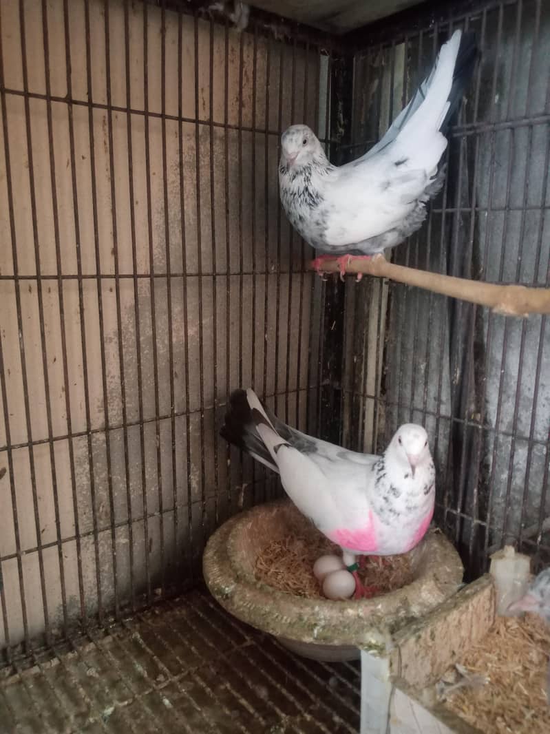 Low Flyer Pigeons 1