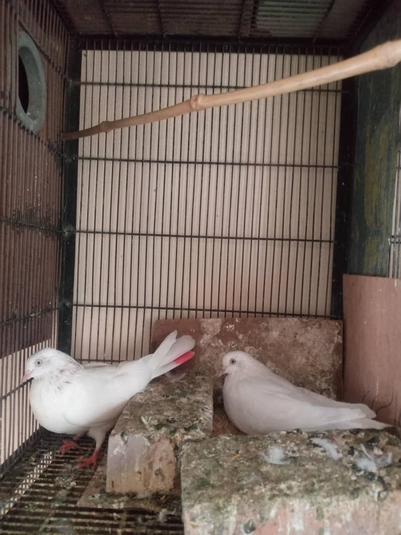 Low Flyer Pigeons 2