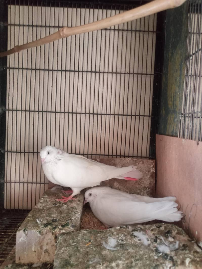Low Flyer Pigeons 3