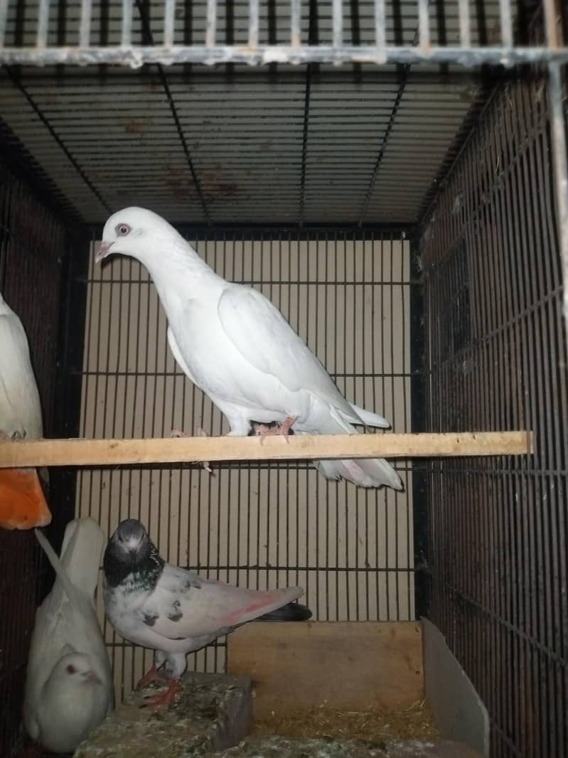 Low Flyer Pigeons 4