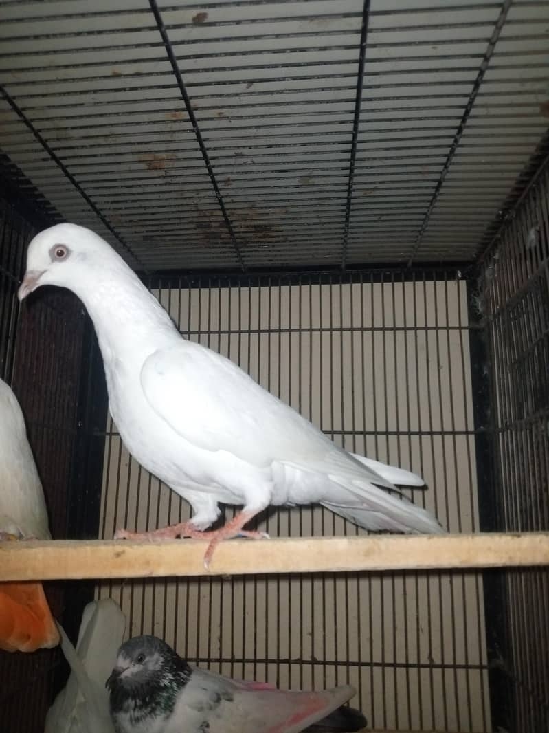 Low Flyer Pigeons 5