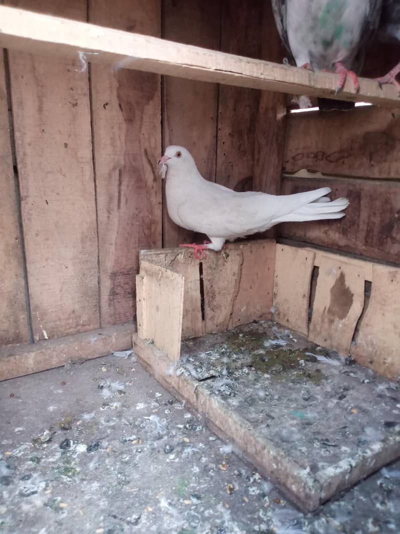 Low Flyer Pigeons 6