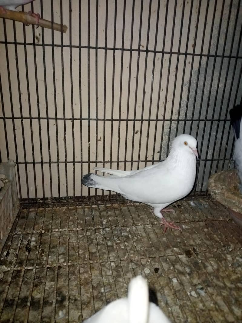 Low Flyer Pigeons 7