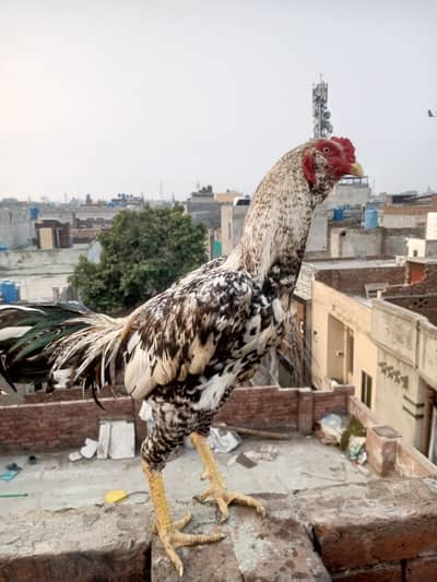 aseel murga young Patta