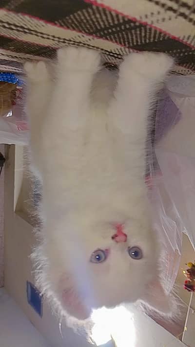Persian male cats