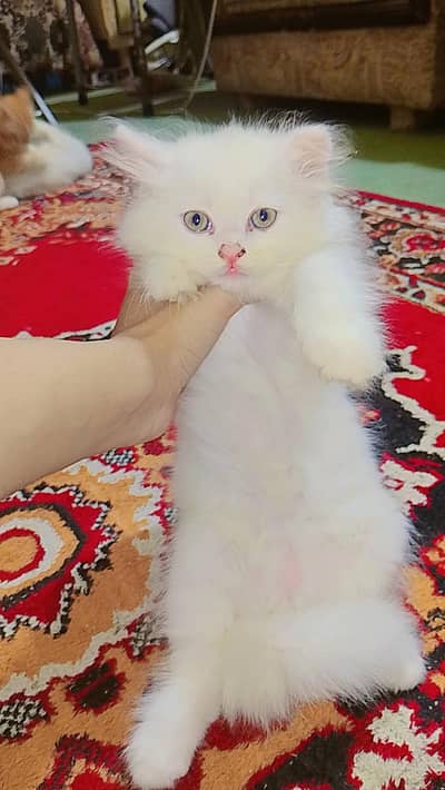 Persian male cats