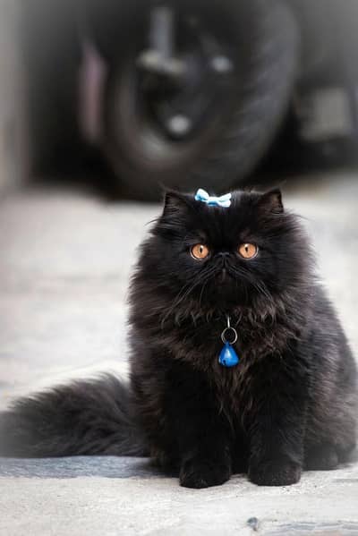 Black Persian peki face kitten , CFA parents