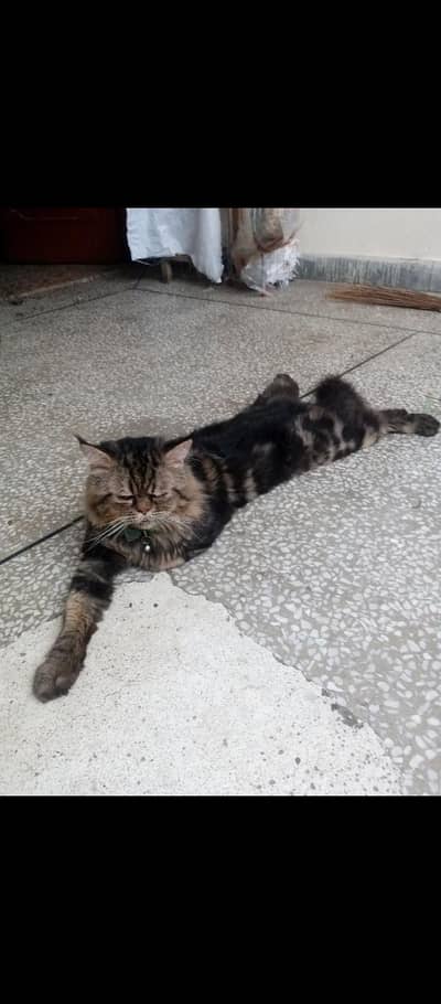 Beautiful Persian cat for sale. . . loving and playful