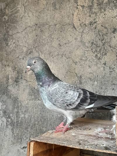 teddy breeder pigeons
