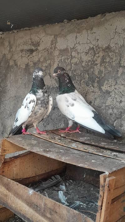 teddy breeder pigeons
