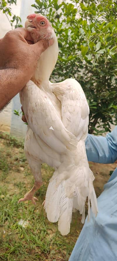 Indian Parrort Beak For Sale Female