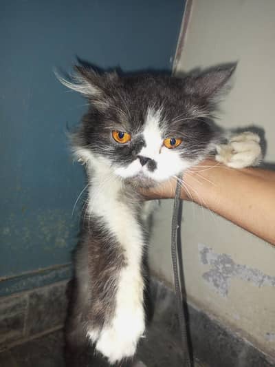 Persian cat deal