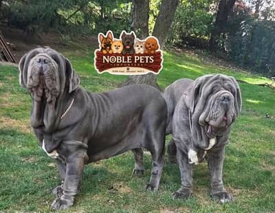 Neapolitan Mastiff female available for booking