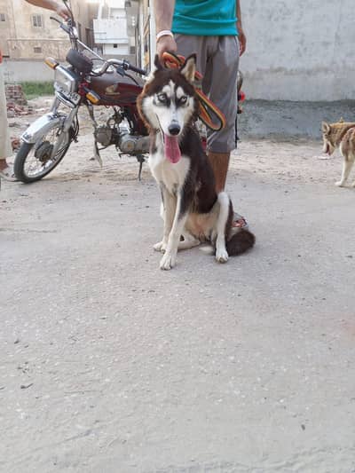 Black Female Husky For Sale