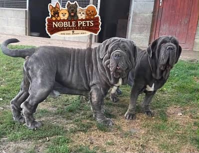 Neapolitan mastiff puppies pedigree with international passport
