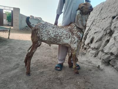 Bakra for sale makka chinh call me_03230718297