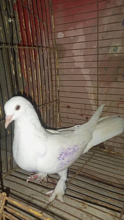 Patti wali parmozi female for sale