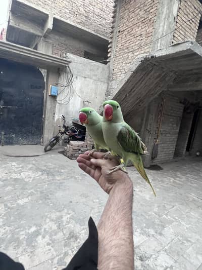 Hara parahi mithu ring back