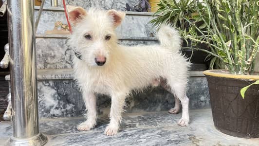 Russian puddle mix breed, super friendly, bath friendly, negotiable