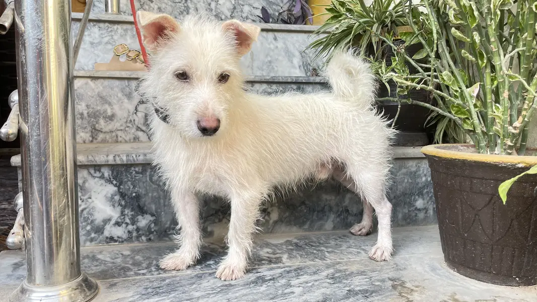 Russian puddle mix breed, super friendly, bath friendly, negotiable