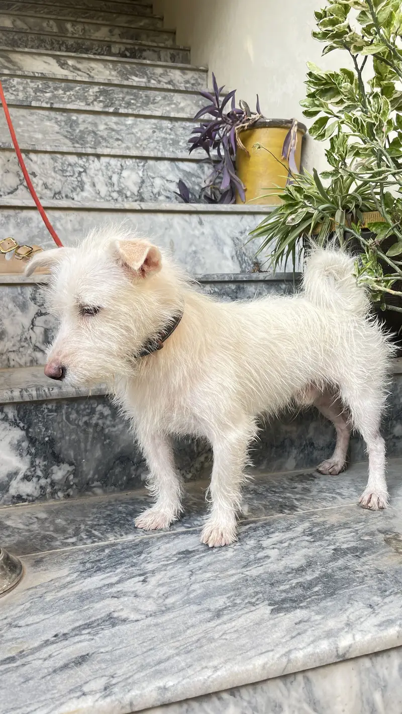 Russian puddle mix breed, super friendly, bath friendly, negotiable — photo 2