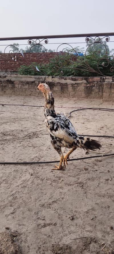 Real Shamu Aseel female hen | Ande dene wale murgi