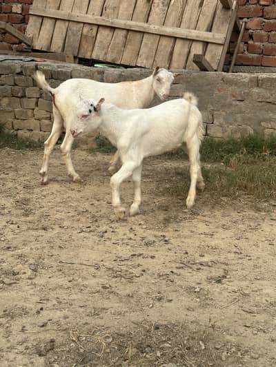 Pure gulabi Russian teddy males pair 03420990067